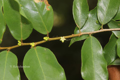 Cleistanthus travancorensis